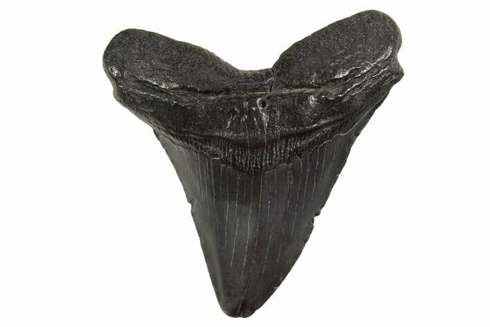 Fossil Megalodon Tooth - South Carolina #331614